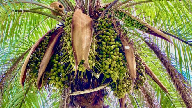 Árabes investem bilhões no Brasil em planta que pode virar uma “nova soja”