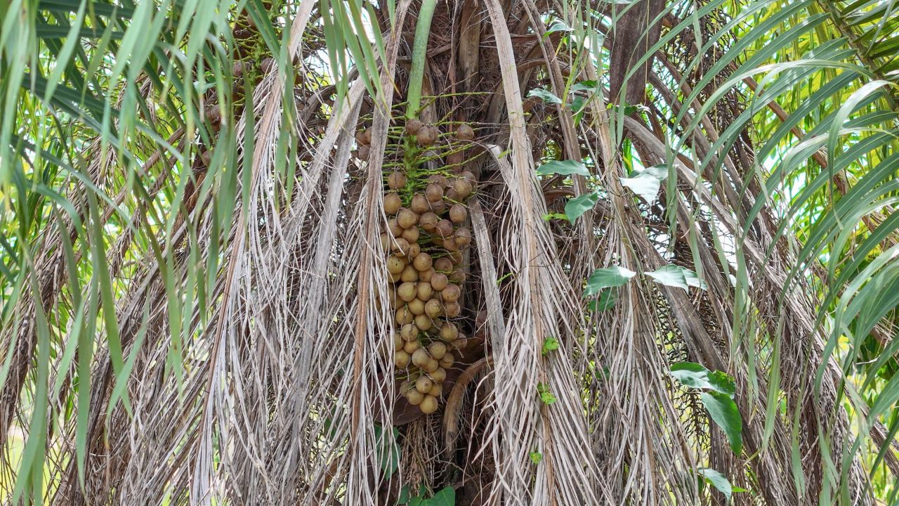 A palmeira da macaúba pode produzir cachos de até 25 quilos.